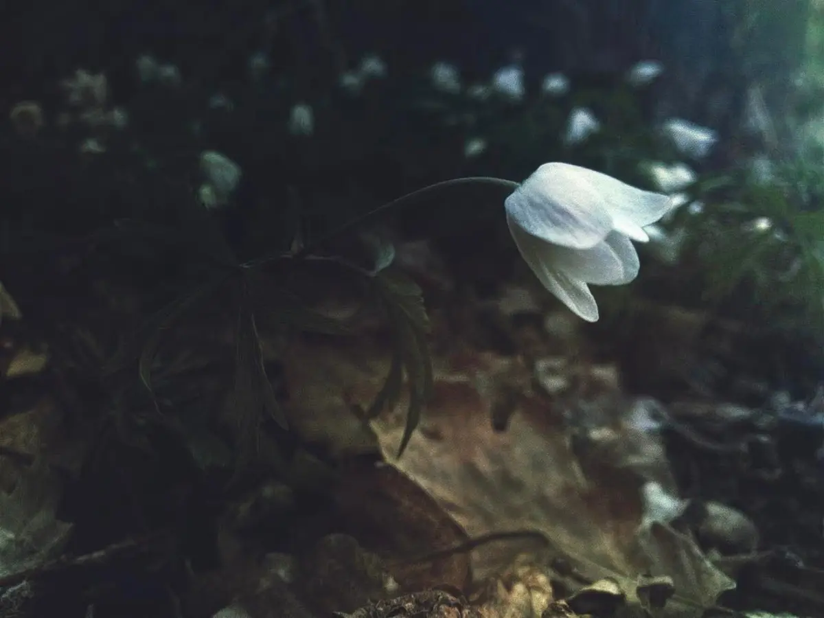 Photo 51